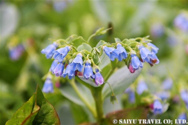 ハマベンケイソウ（浜弁慶草：Mertensia maritima subsp. asiatica）